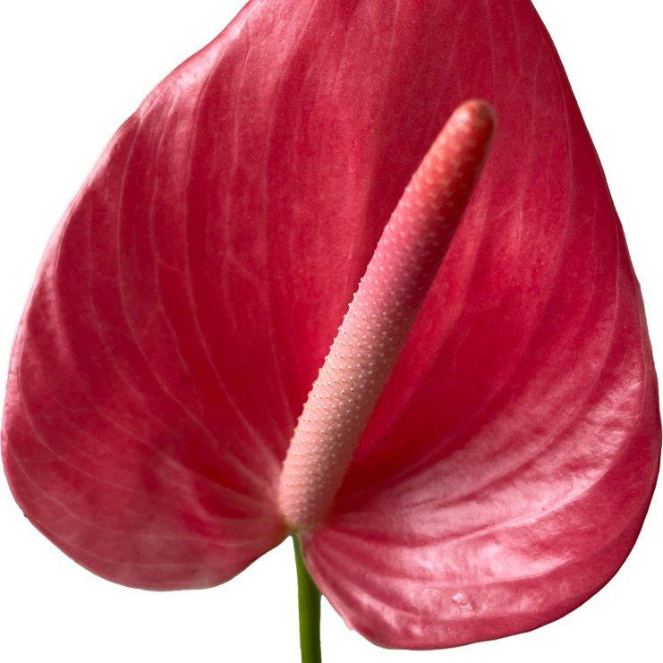 anthurium red hot Anthurium Hot Pink Tropical Flower