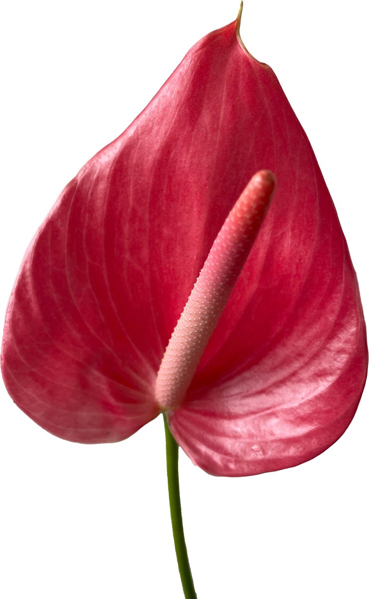 Anthurium Hot Pink Tropical Flower - 48LongStems.com