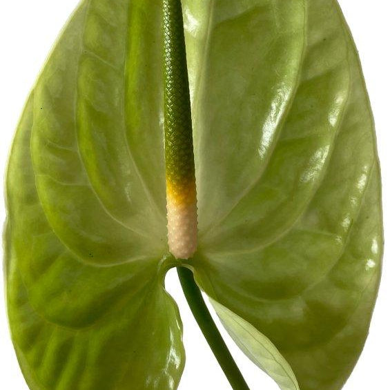 anthurium midori Anthurium Midore Tropical Flower