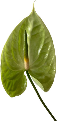 Anthurium Midore Tropical Flower - 48LongStems.com
