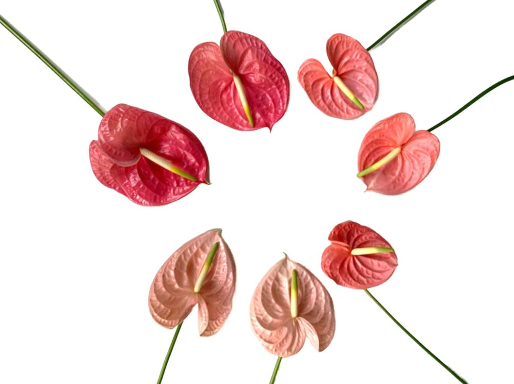 Anthurium Mixed Pink Colors Tropical Flowers - 48LongStems.com