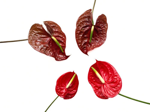 Anthurium Mixed Red Colors Tropical Flowers - 48LongStems.com