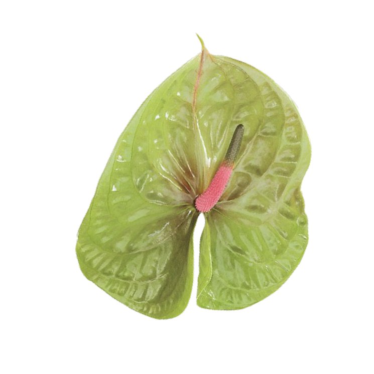 Anthurium Pistche Tropical Flower - 48LongStems.com
