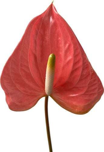 Anthurium Rosa Tropical Flower - 48LongStems.com