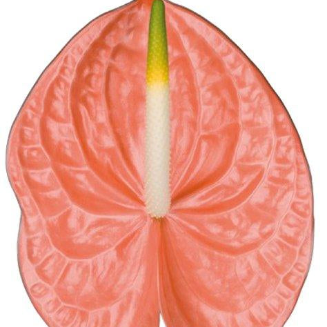 anthurium peach Anthurium Sante Tropical Flower – 48LongStems.com