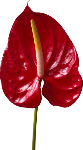 Anthurium Tropicana Tropical Flower - 48LongStems.com
