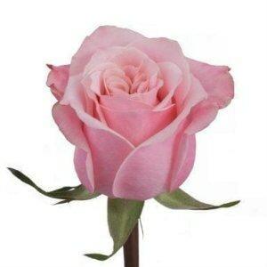 Wholesale Art Deco Pink Roses