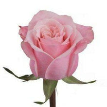 Load image into Gallery viewer, Art Deco Pink Roses Wholesale - 48LongStems.com
