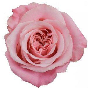 Art Deco Pink Roses Wholesale - 48LongStems.com