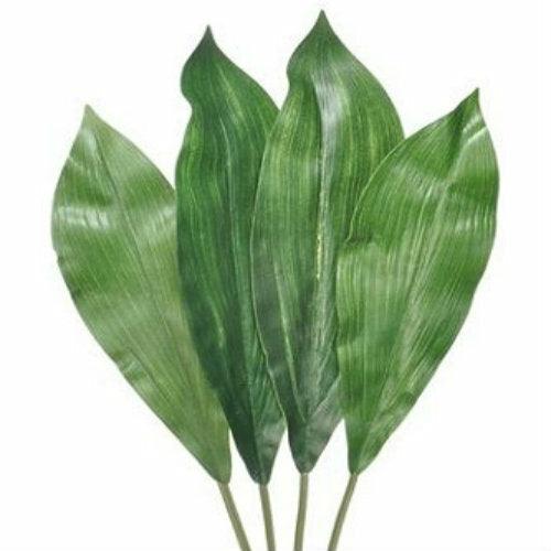 Aspidistra Leaves - Wholesale - 48LongStems.com