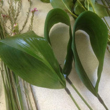 Load image into Gallery viewer, Aspidistra Leaves - Wholesale - 48LongStems.com
