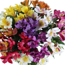 Load image into Gallery viewer, Assorted Alstroemeria - 48LongStems.com
