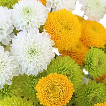 Ivory Button Mums Wholesale Assorted Button Mums | Bulk Assorted Button Mums ...