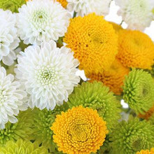 Load image into Gallery viewer, Assorted Button Mums - 48LongStems.com
