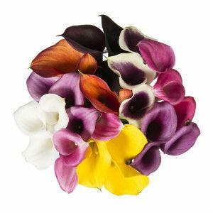Assorted Mini Calla Lilies - Wholesale - 48LongStems.com