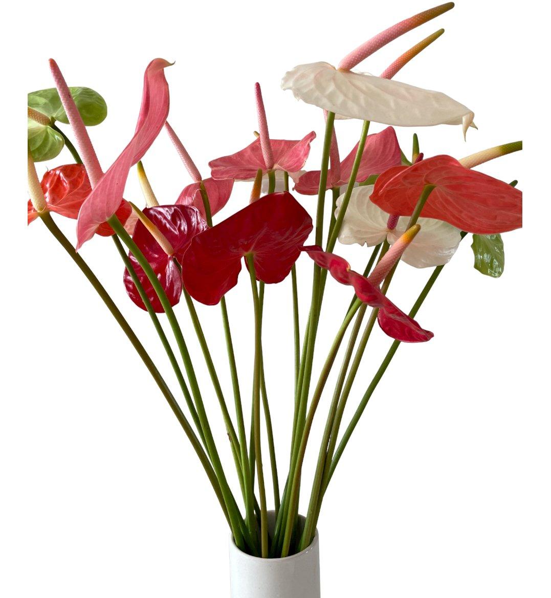 anthurium arten Wholesale Assorted Anthurium
