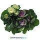 Assorted Ornamental Cabbage-Kale (Brassica) - Wholesale - 48LongStems.com