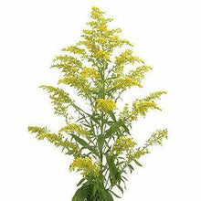 Load image into Gallery viewer, Aster Solidago Yellow - 48LongStems.com

