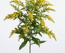 Load image into Gallery viewer, Aster Solidago Yellow - 48LongStems.com
