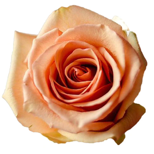 Azafran Peach Roses Wholesale - 48LongStems.com