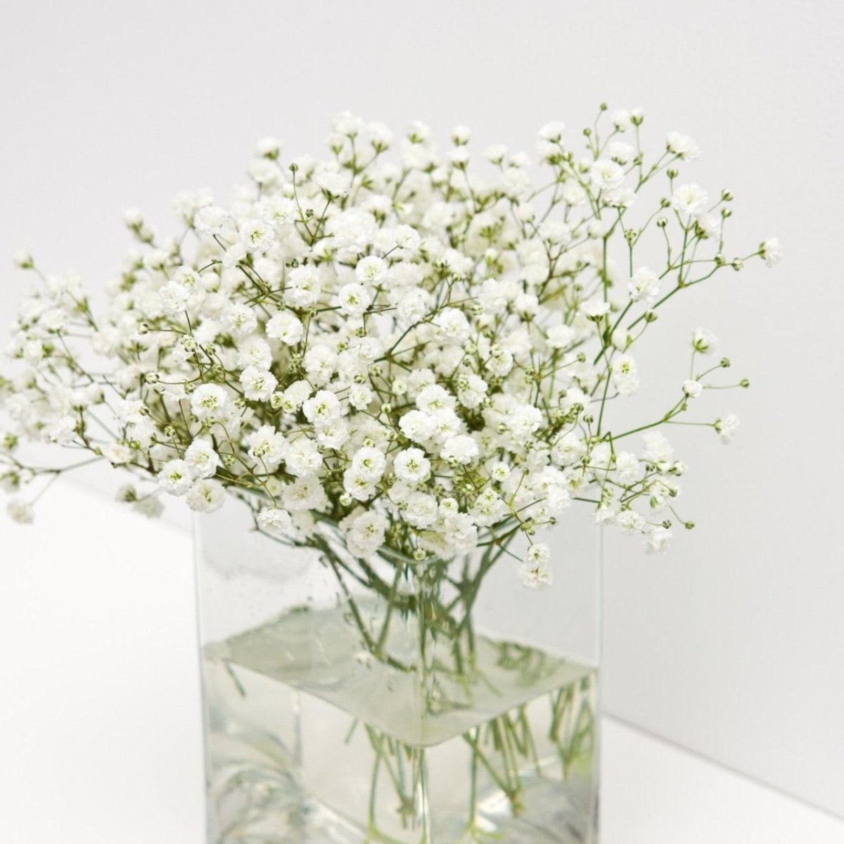 Wholesale Baby's Breath - Million Star White / 8 Bunches