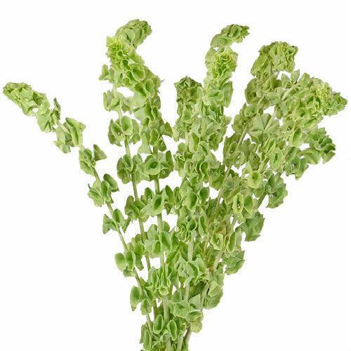 Bells of Ireland - Wholesale - 48LongStems.com