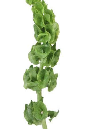 Bells of Ireland - Wholesale - 48LongStems.com