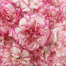 Load image into Gallery viewer, Bicolor White-Pink Carnations - Standard - 48LongStems.com

