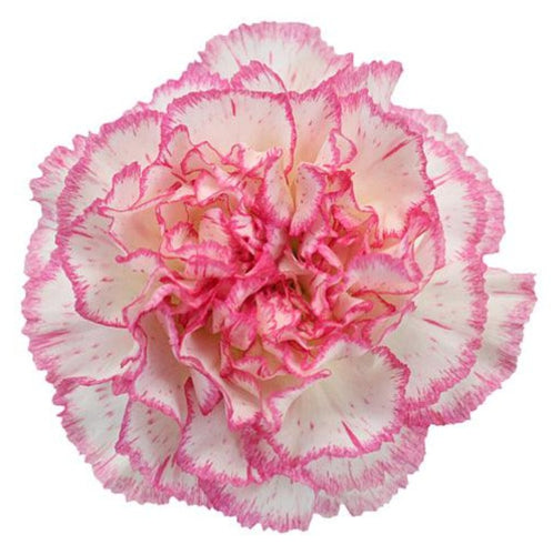 Bicolor White-Pink Carnations - Standard - 48LongStems.com