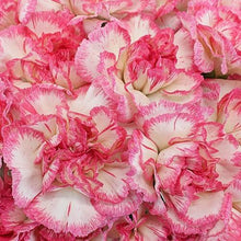 Load image into Gallery viewer, Bicolor White-Pink Carnations - Standard - 48LongStems.com
