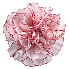 Load image into Gallery viewer, Bicolor White-Purple Carnations - Standard - 48LongStems.com
