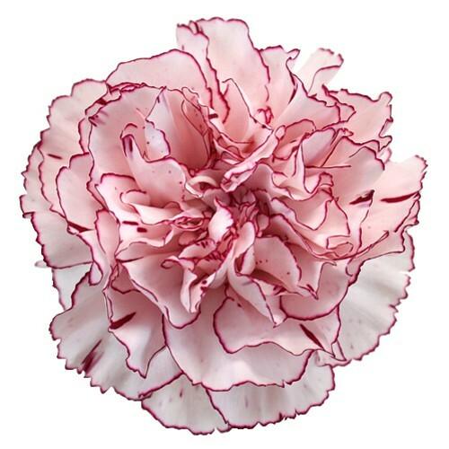 Bicolor White-Purple Carnations - Standard - 48LongStems.com