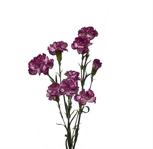 Bicolor White-Purple Mini Carnations - 48LongStems.com