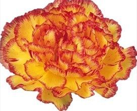 Bicolor Yellow-Orange Carnations - Standard - 48LongStems.com
