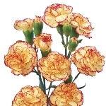 Load image into Gallery viewer, Bicolor Yellow-Orange Mini Carnations - 48LongStems.com
