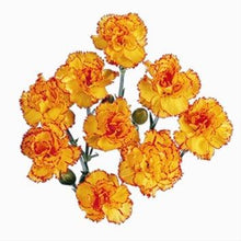 Load image into Gallery viewer, Bicolor Yellow-Orange Mini Carnations - 48LongStems.com

