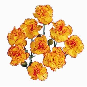Bicolor Yellow-Orange Mini Carnations - 48LongStems.com