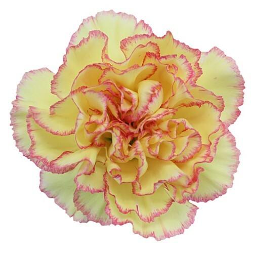 Bicolor Yellow-Pink Carnations - Standard - 48LongStems.com