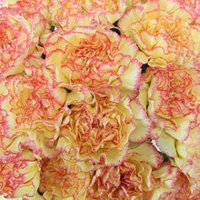 Load image into Gallery viewer, Bicolor Yellow-Pink Carnations - Standard - 48LongStems.com
