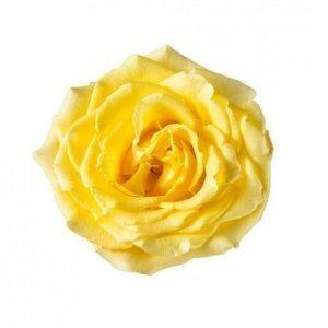 Bikini Yellow Roses Wholesale - 48LongStems.com