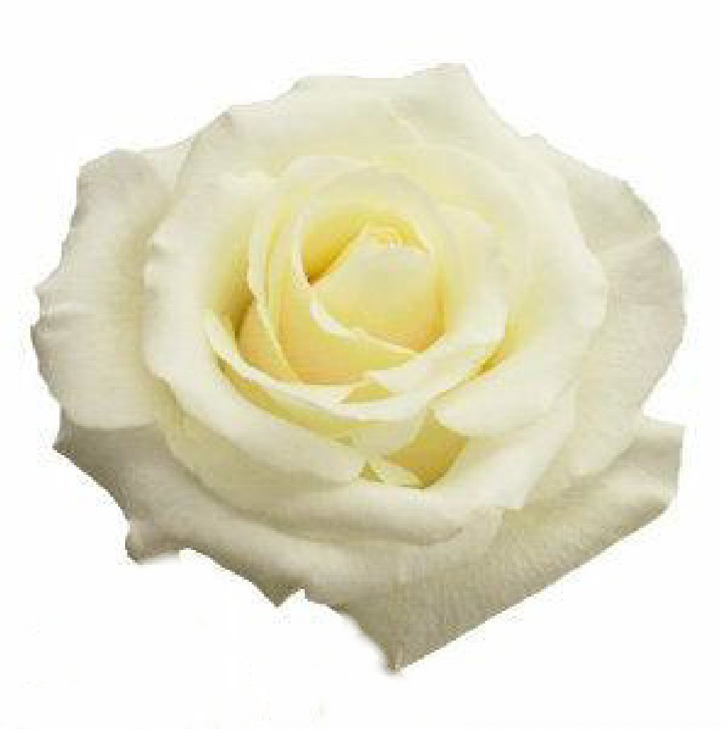 Blizzard White Roses Wholesale - 48LongStems.com