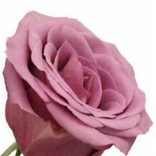 Load image into Gallery viewer, Blue Curiosa Lavender Roses Wholesale - 48LongStems.com
