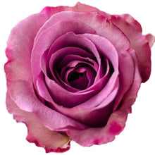Load image into Gallery viewer, Blue Curiosa Lavender Roses Wholesale - 48LongStems.com
