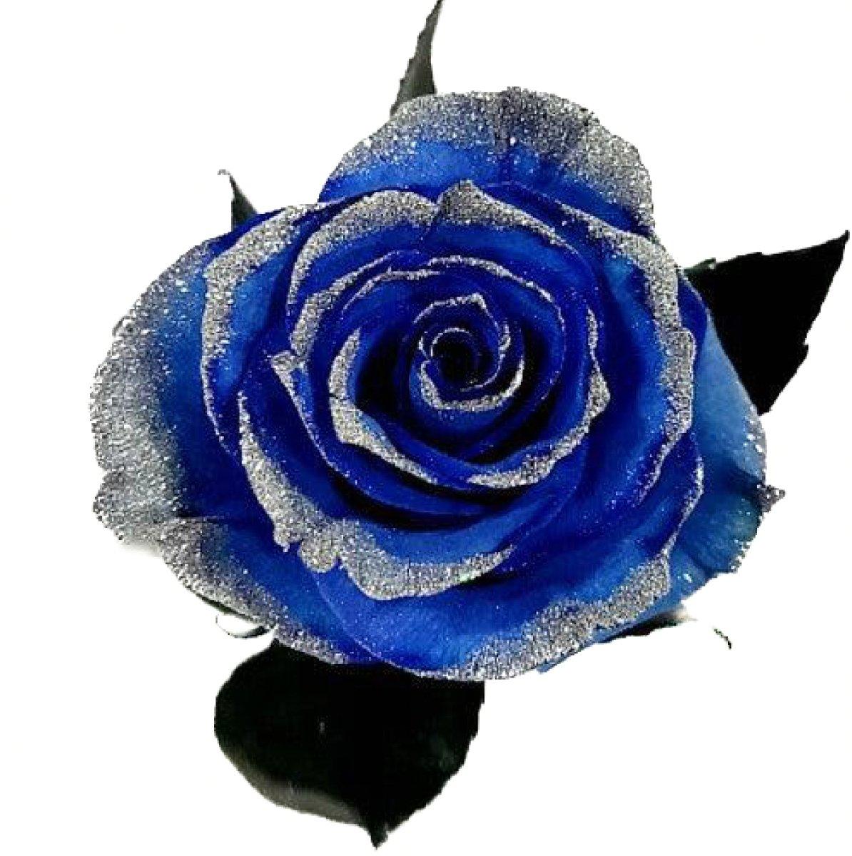 Blue Tinted Rose Bouquet with Silver Glitter 12-Stem - 48LongStems.com
