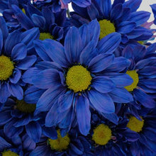 Load image into Gallery viewer, Blue Tinted Daisies - Wholesale - 48LongStems.com
