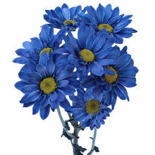 Load image into Gallery viewer, Blue Tinted Daisies - Wholesale - 48LongStems.com
