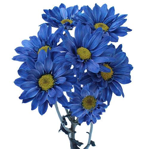 Blue Tinted Daisies - Wholesale - 48LongStems.com
