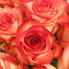 Load image into Gallery viewer, Blush Bi-Color Orange Roses Wholesale - 48LongStems.com
