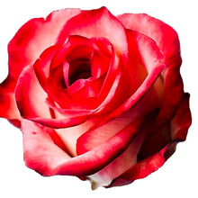 Load image into Gallery viewer, Blush Bi-Color Orange Roses Wholesale - 48LongStems.com
