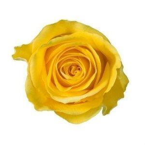 Brighton Yellow Roses Wholesale - 48LongStems.com